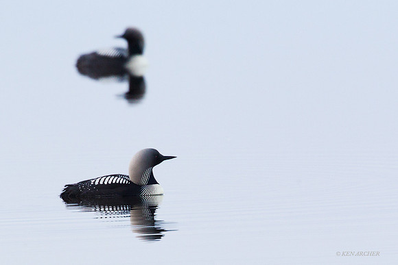 NMAL00044 Pacific Loon