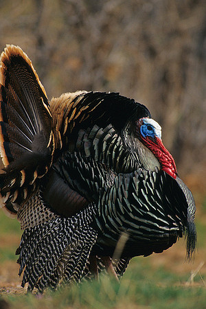 MMTY440621 Merriam's Tom Turkey