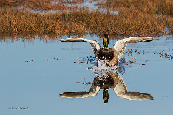 MDFL05758 - Mallard Duck