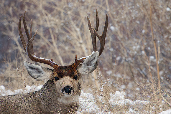 Mule Deer Buck - MLDR00961