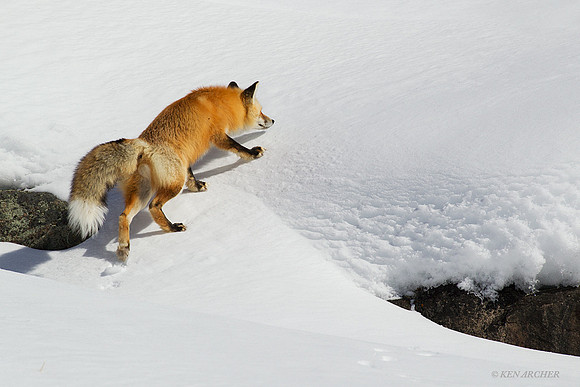 RFWR00122 Red Fox
