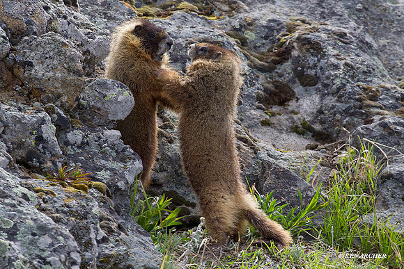 Yellow-bellied Marmots Playing - YBMT00014