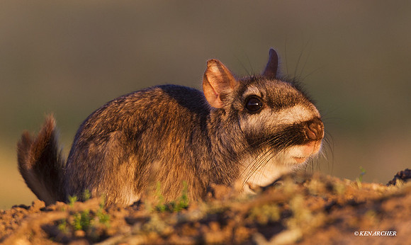 Plains Viscacha - ARML00222
