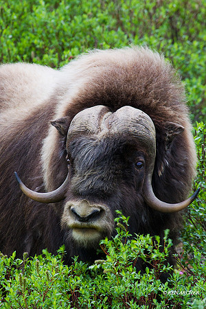 Musk Ox - NMMO00173
