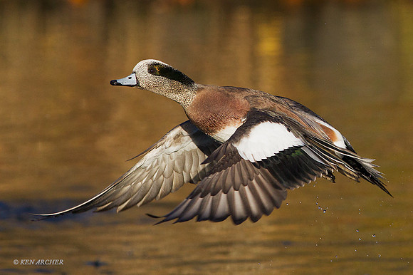 WNFL03753 - American Wigeon