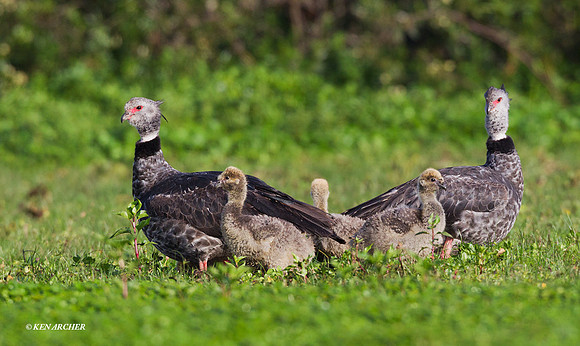 Southern Screamer - ARBD00811