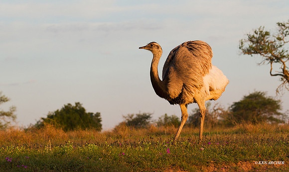 Greater Rhea - ARBD01971