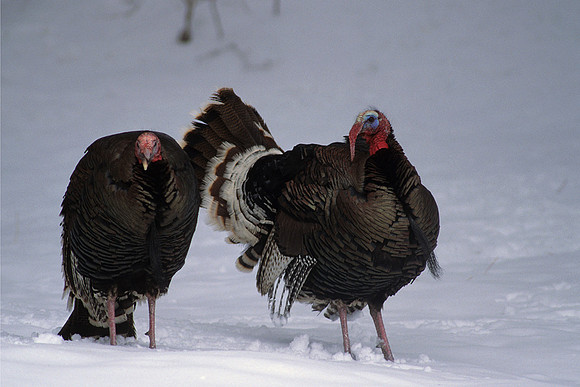 MMTY440421-Merriam's-Tom-Turkeys