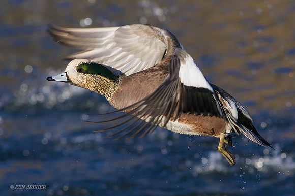 WNFL03632 - American Wigeon