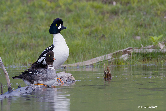 Barrow's Goldeneye Duck - BGED00157