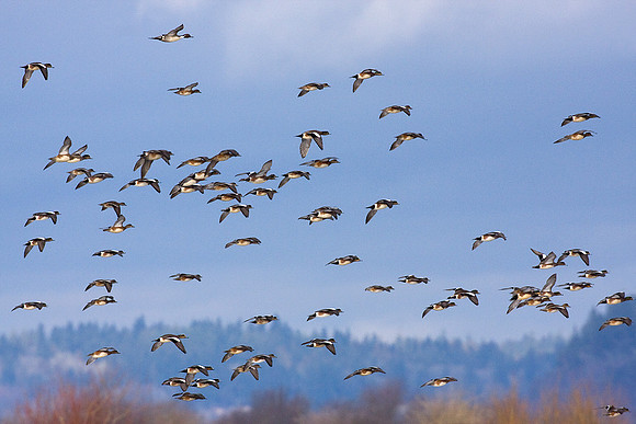 WNFL00407-Widgeon-Duck