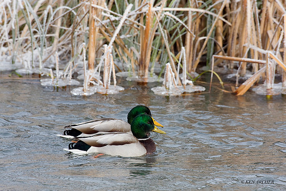 MDDK00287 - Mallard Duck