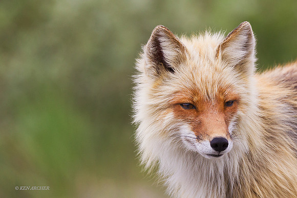 NMRF00215 - Red Fox