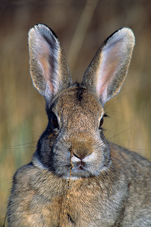 CTRB020209-Cottontail-Rabbit