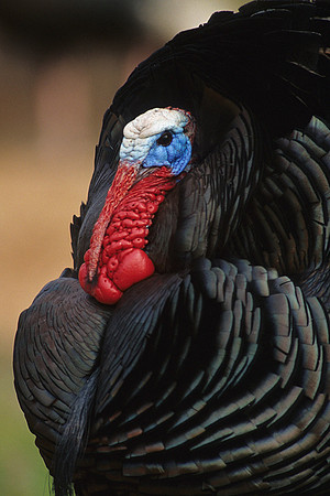 MMTY440612 Merriam's Tom Turkey