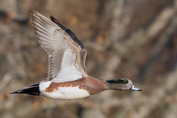 WNFL00599-Widgeon-Duck