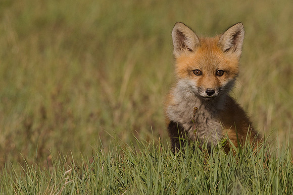RF00391-Red-Fox-Kit