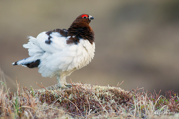 NMWP00071 Willow Ptarmigan