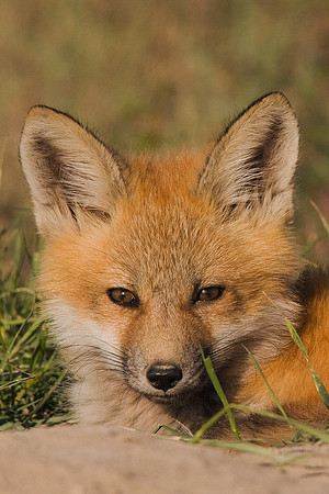 RF00491-Red-Fox-Kit