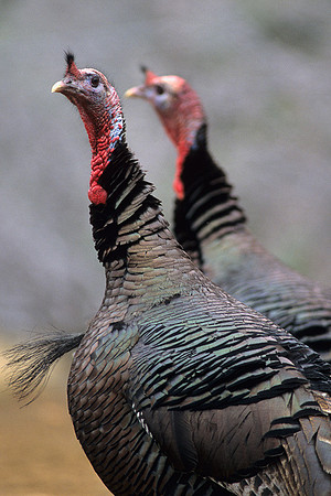 MMTY440393 Merriam's Tom Turkey