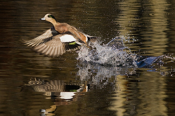Widgeon Duck