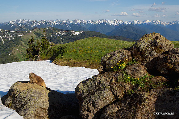 Olympic Marmot, Olympic National Park - OMT00238