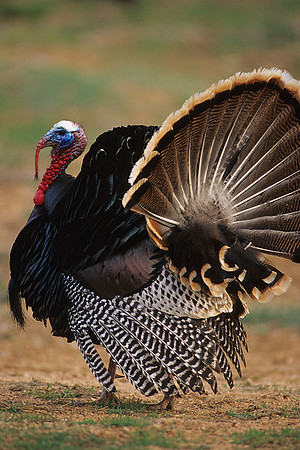 MMTY440944 Merriam's Tom Turkey