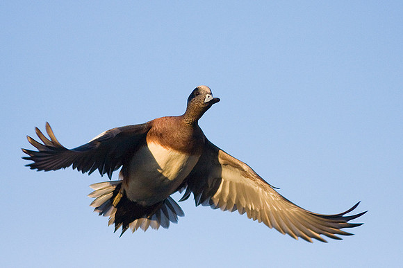 WNFL00431-Widgeon-Duck