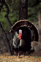MMTY440014 Merriam's Tom Turkey