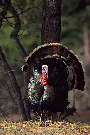 MMTY440014 Merriam's Tom Turkey