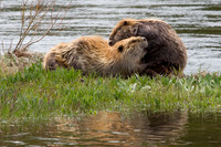 Beaver's