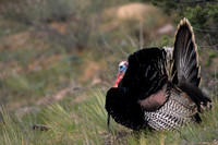MMTY440495 Merriam's Tom Turkey