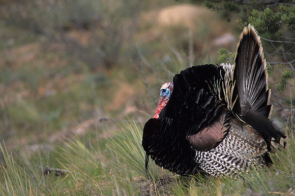 MMTY440495 Merriam's Tom Turkey