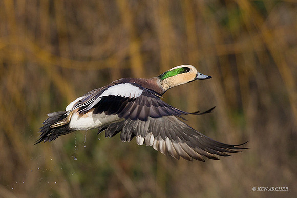 WNFL03761 - American Wigeon