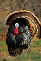 MMTY440619 Merriam's Tom Turkey