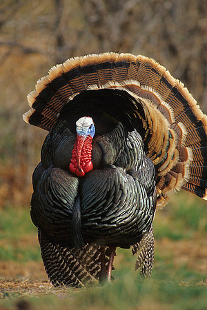 MMTY440619 Merriam's Tom Turkey