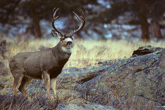 MUDR481391 Mule Deer Buck