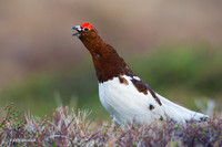 NMWP00096 Willow Ptarmigan