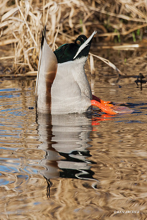 MDDK00403 - Mallard Duck