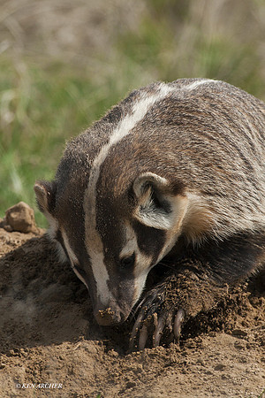 BR00103 - Badger