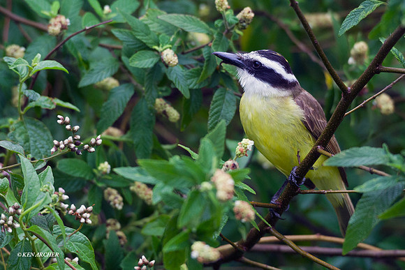 Great Kiskadee - ARBD00880