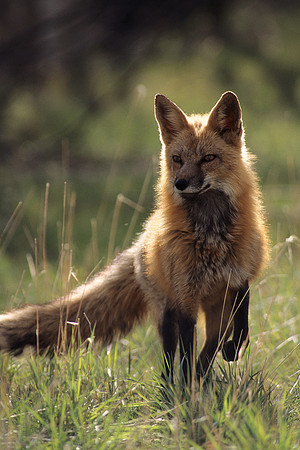 RDFX435374a-Red-Fox