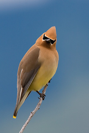 Cedar Waxwing