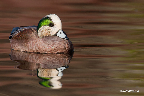 WN00618 American Widgeon Duck