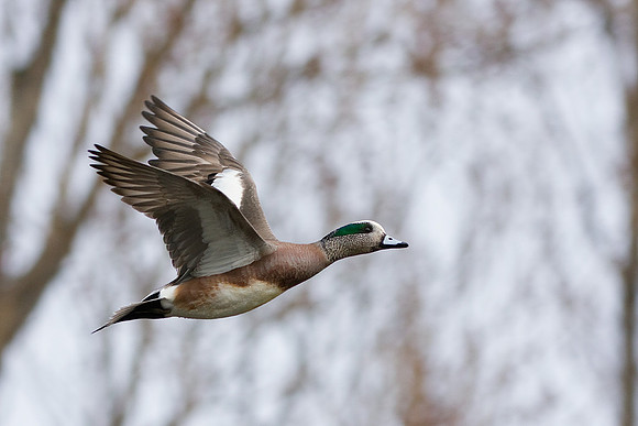 WNFL00945-Widgeon-Duck