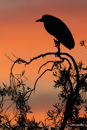 Black-crowned Night Heron - ARSB00827