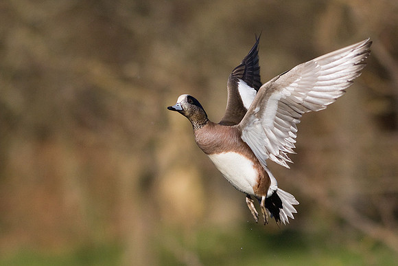 WNFL00671-Widgeon-Duck