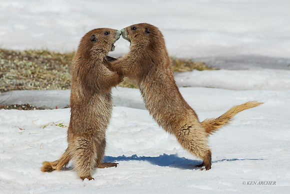 OLMT00106 - Olympic Marmot