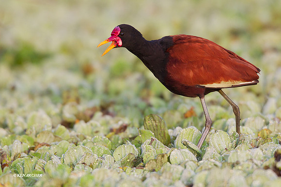 Wattled Jacana - ARSB00194