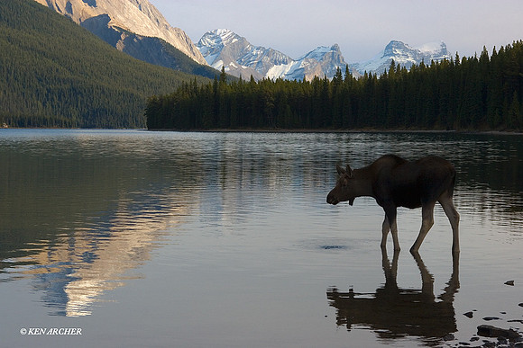 SHMS00201 Shiras Moose